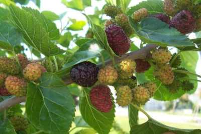 ����� ���� ����� ������� Morus nigra.jpg